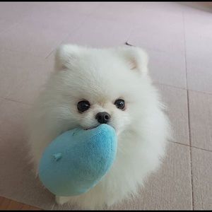 Meet your Posher, Talia